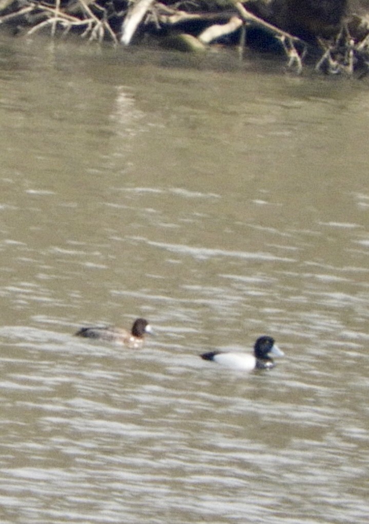 Greater Scaup - ML426074071