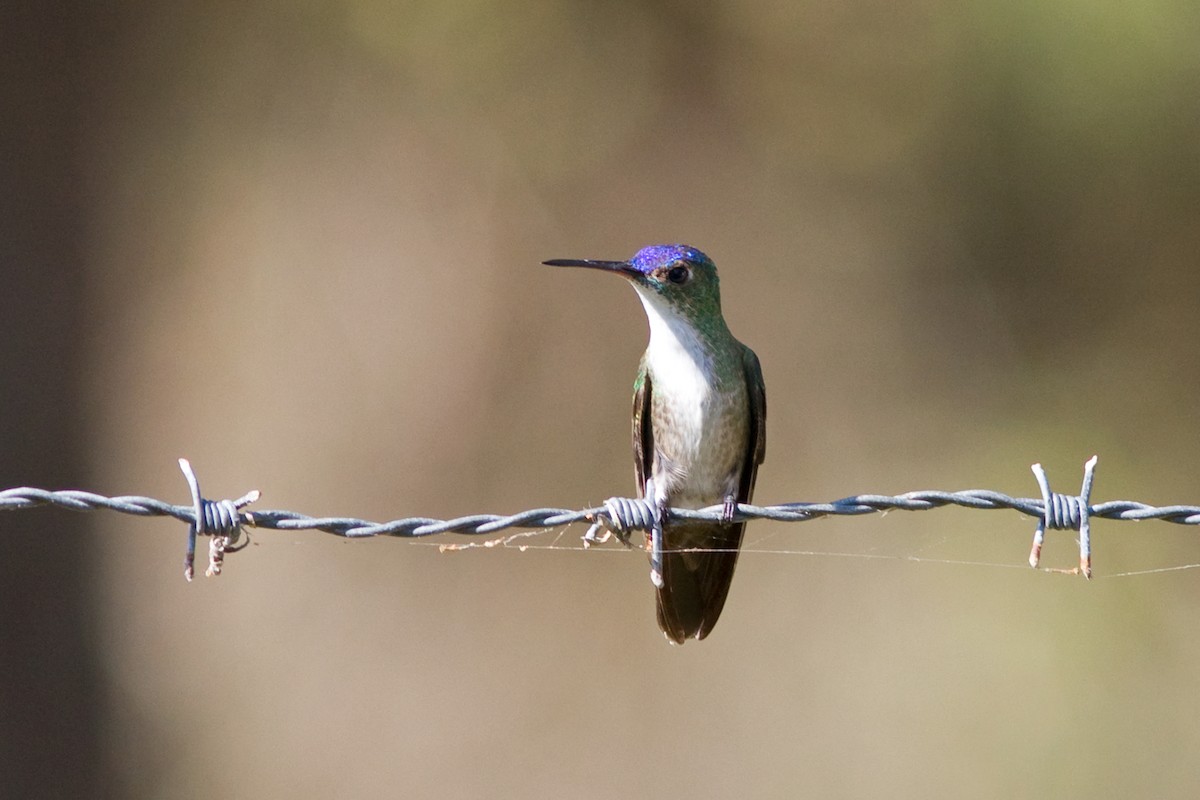 Azure-crowned Hummingbird - ML42607481