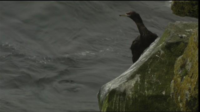 Red-faced Cormorant - ML426075