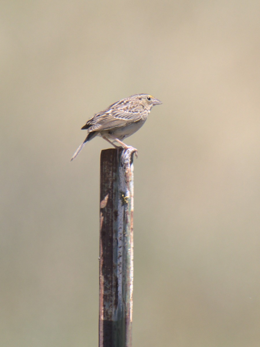 Grasshopper Sparrow - ML426079351