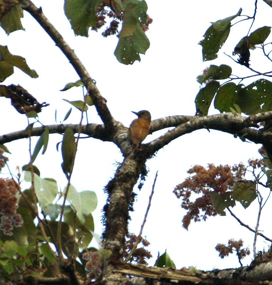 Smoky-brown Woodpecker - ML426080071