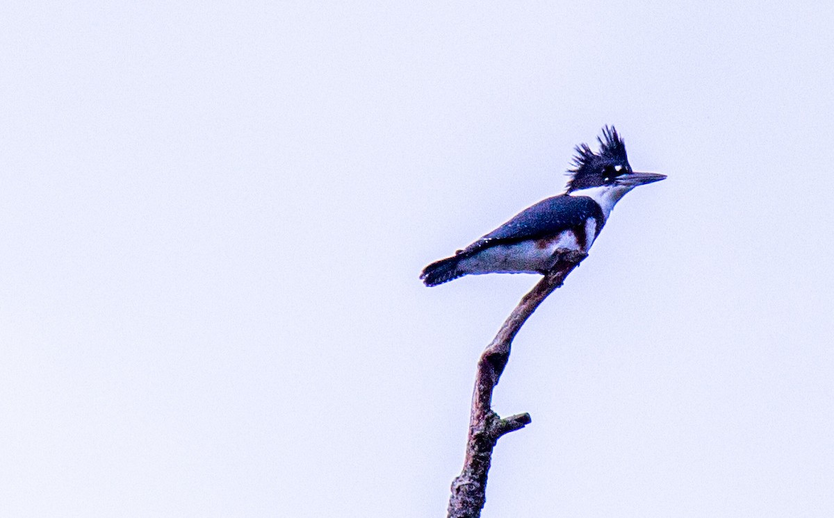Belted Kingfisher - ML426081581