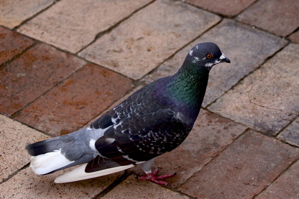 Rock Pigeon (Feral Pigeon) - Donald Weidemann