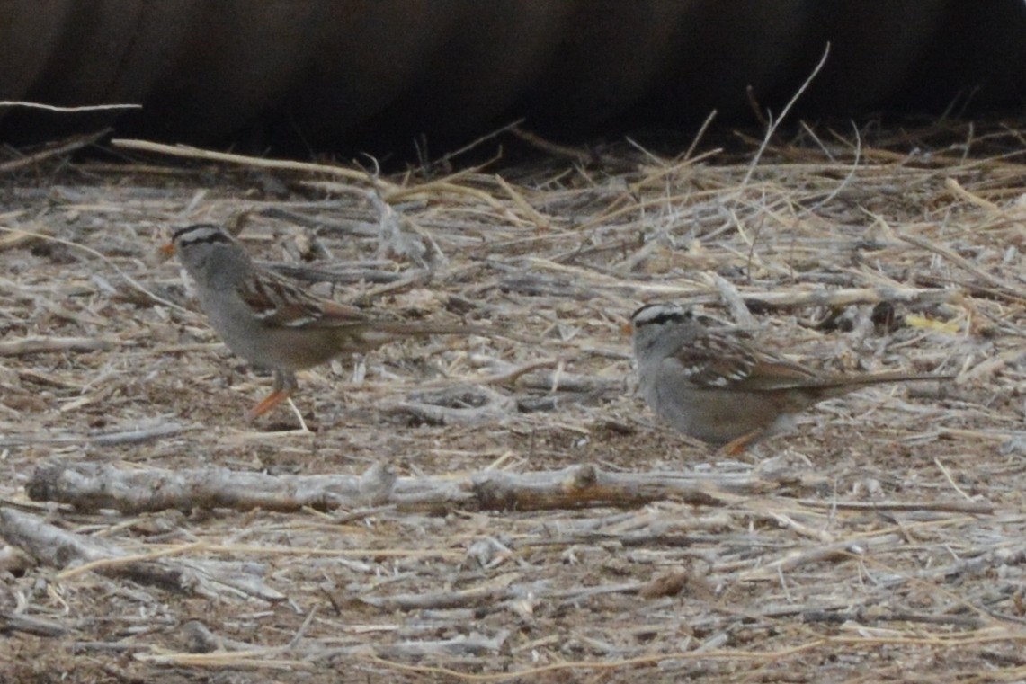 White-crowned Sparrow (Gambel's) - ML426082321
