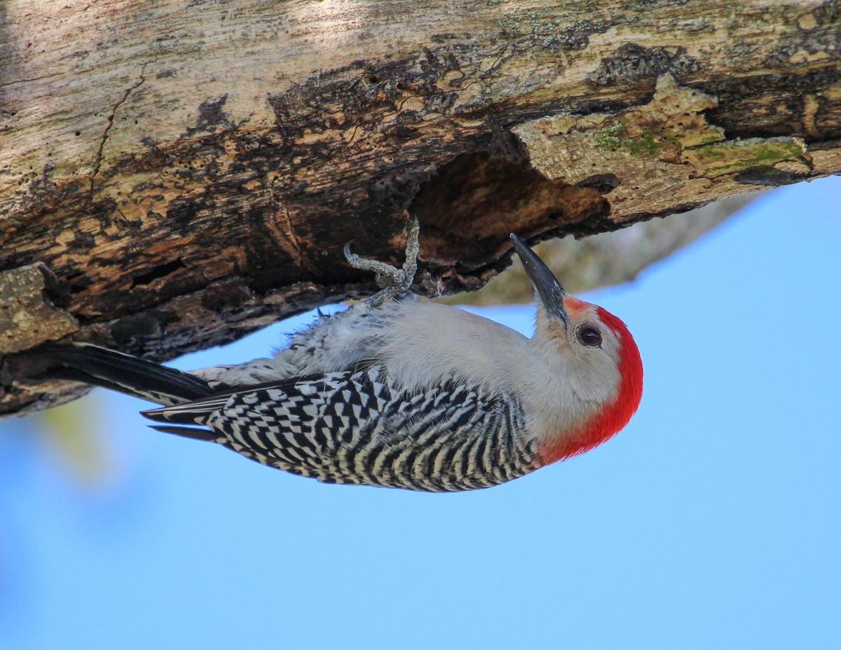 Red-bellied Woodpecker - Jan Allen