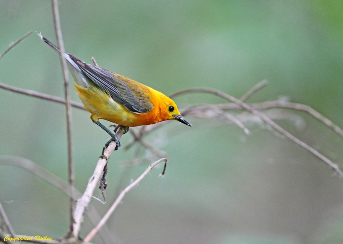 Prothonotary Warbler - ML42608861