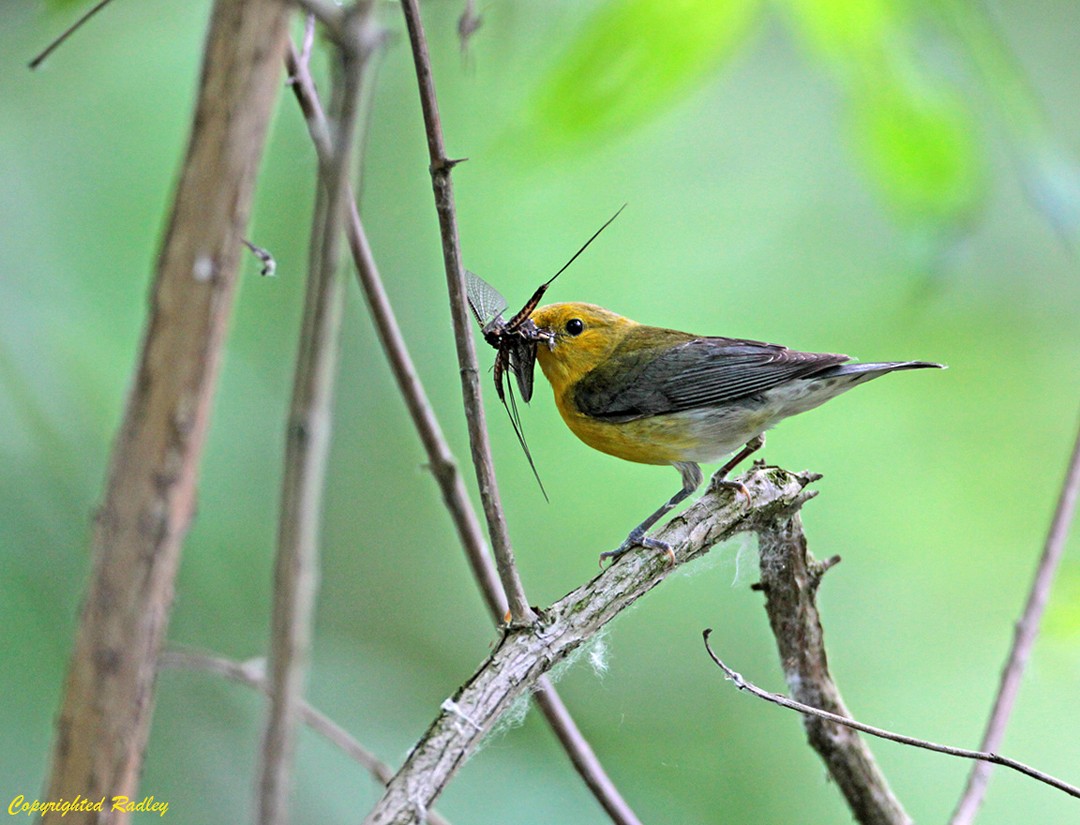 Prothonotary Warbler - ML42608871