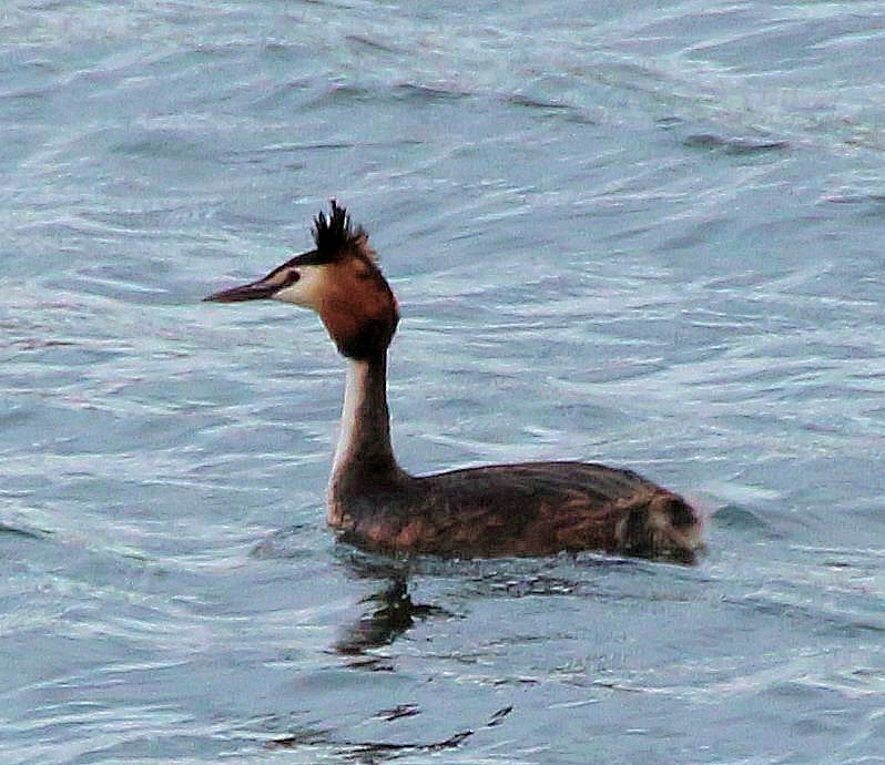 Great Crested Grebe - ML426090271