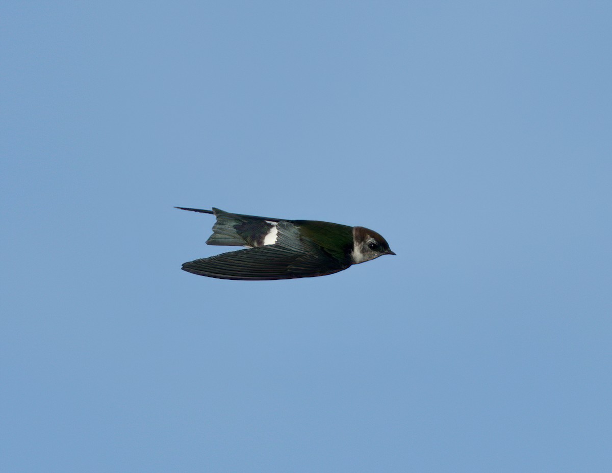 Violet-green Swallow - Ryan Terrill