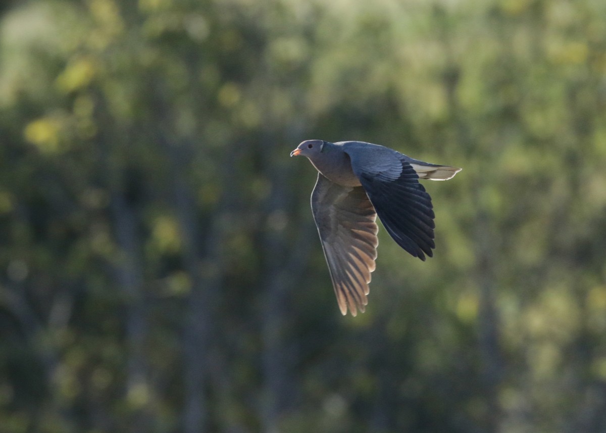 Band-tailed Pigeon - ML426091751