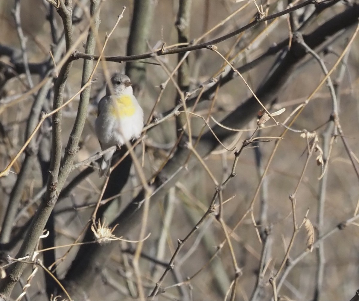 Lawrence's Goldfinch - ML426096561