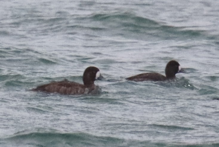 Greater Scaup - ML426098771
