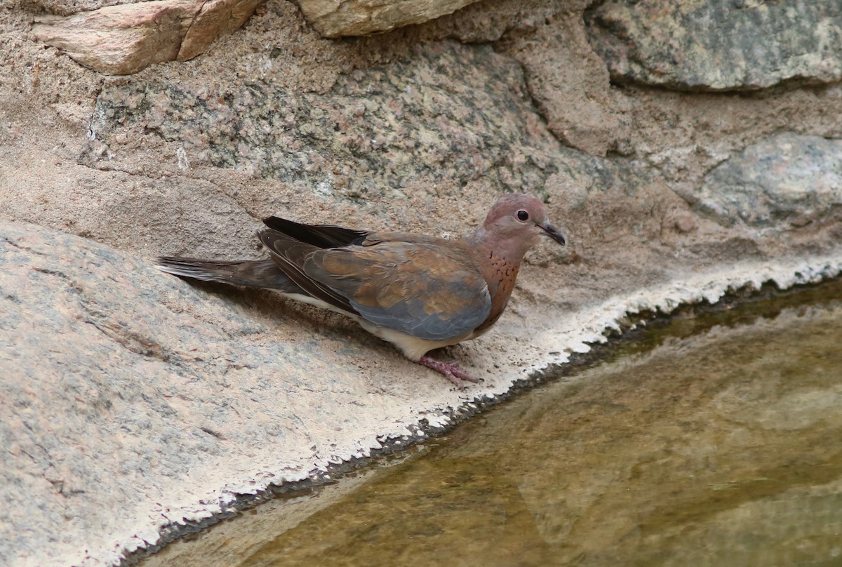 Laughing Dove - ML42610491