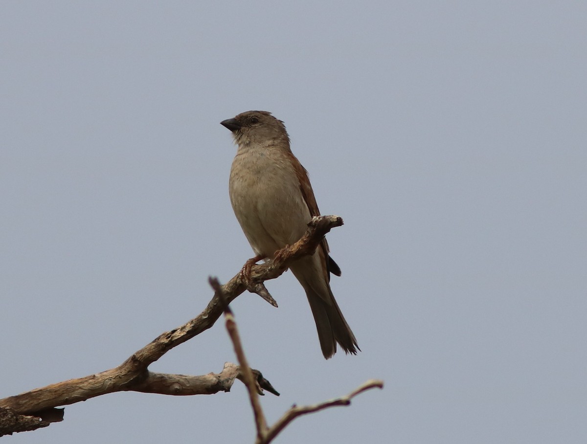 Southern Gray-headed Sparrow - ML42610521