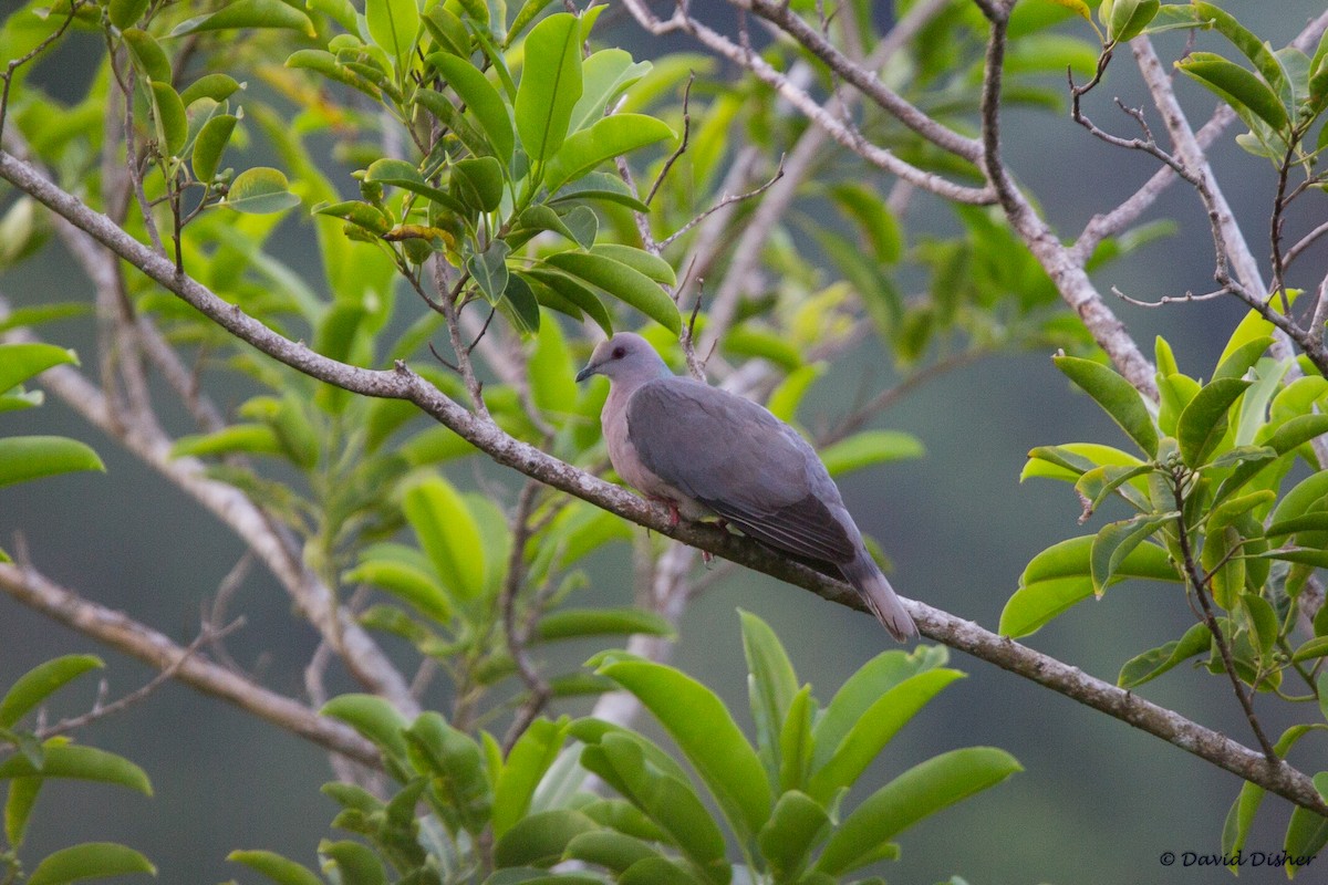 Ring-tailed Pigeon - ML42610531