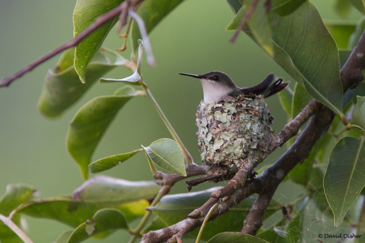 Vervain Hummingbird - David Disher