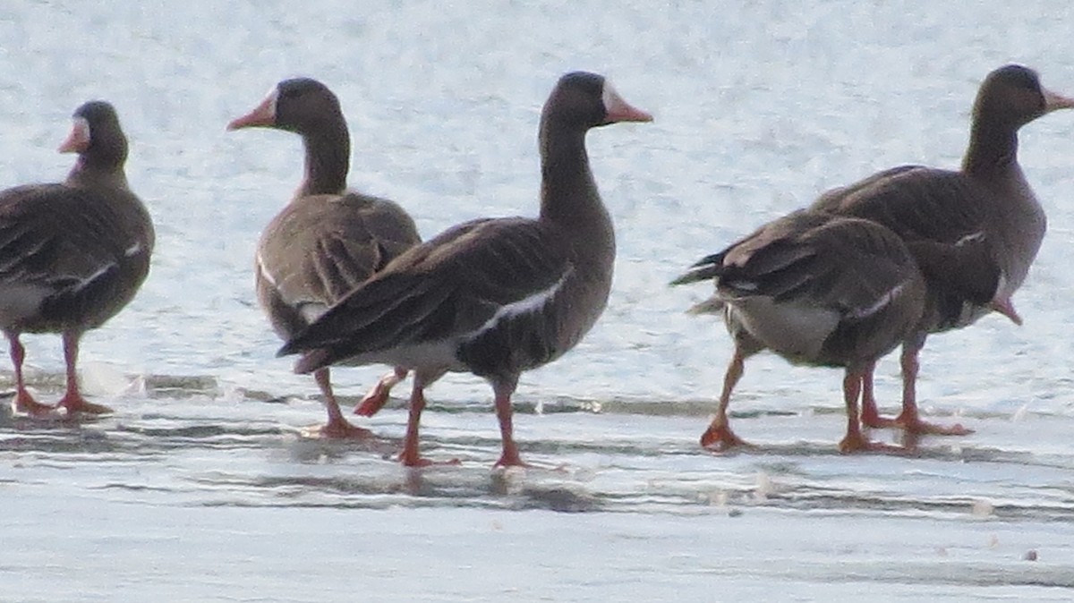 Greater White-fronted Goose - ML426112431