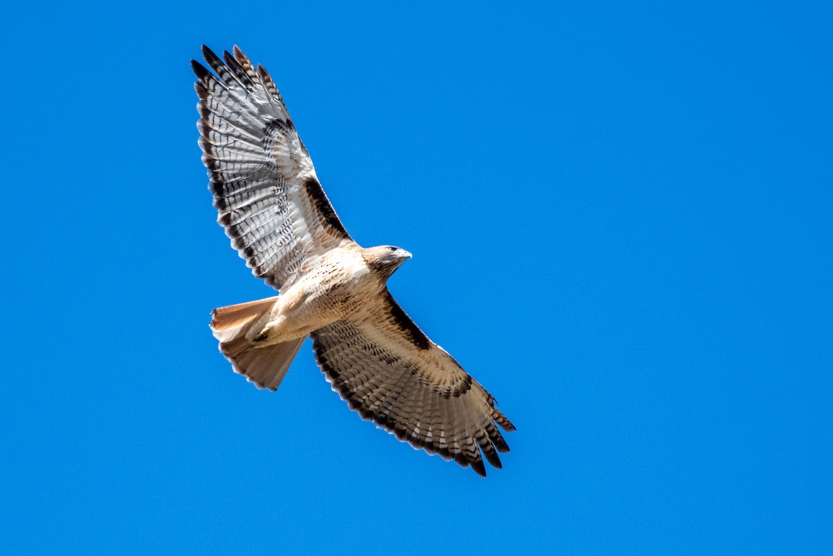 Red-tailed Hawk - ML426117261