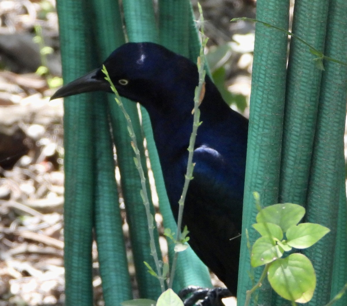 Great-tailed Grackle - ML426119951