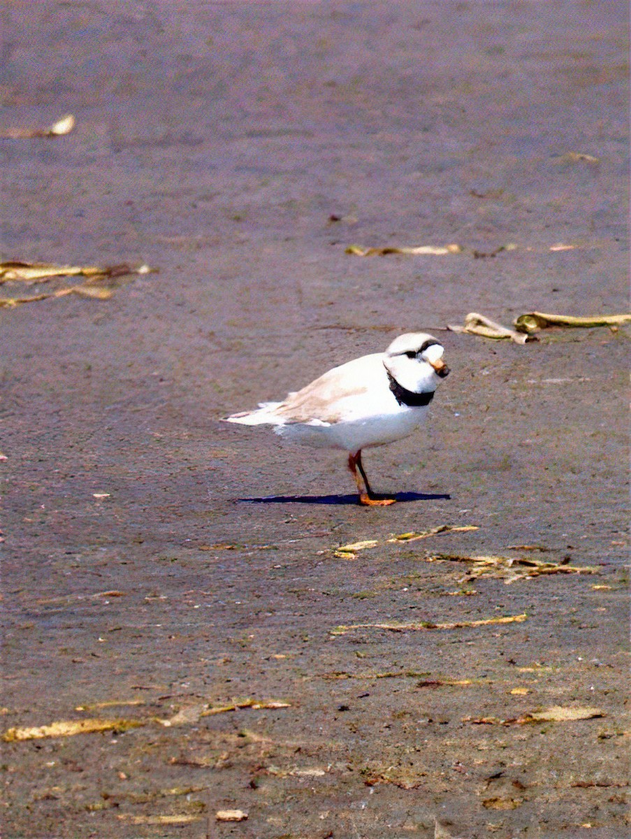 Piping Plover - ML426121441