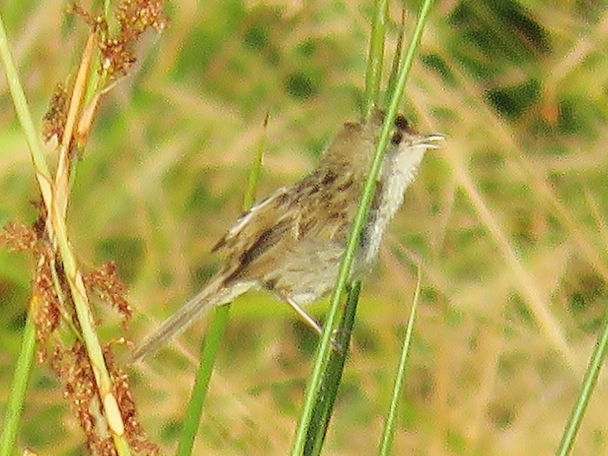 Little Grassbird - ML42612291