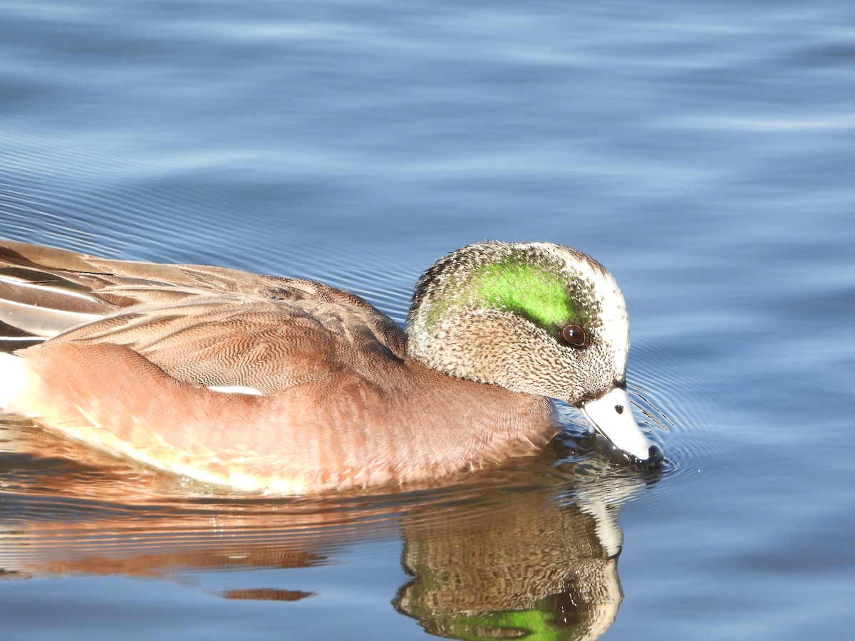 American Wigeon - Kevin Long