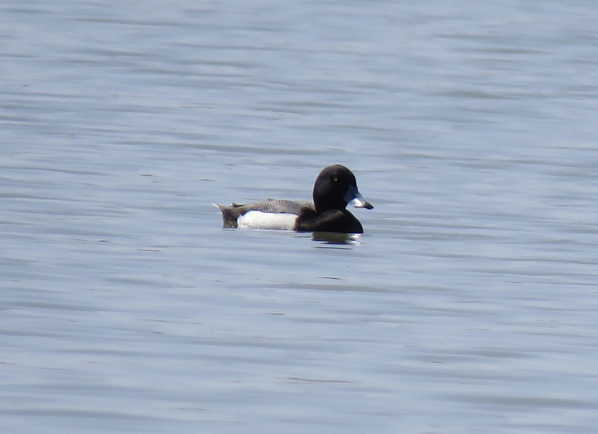 Greater Scaup - ML426133931