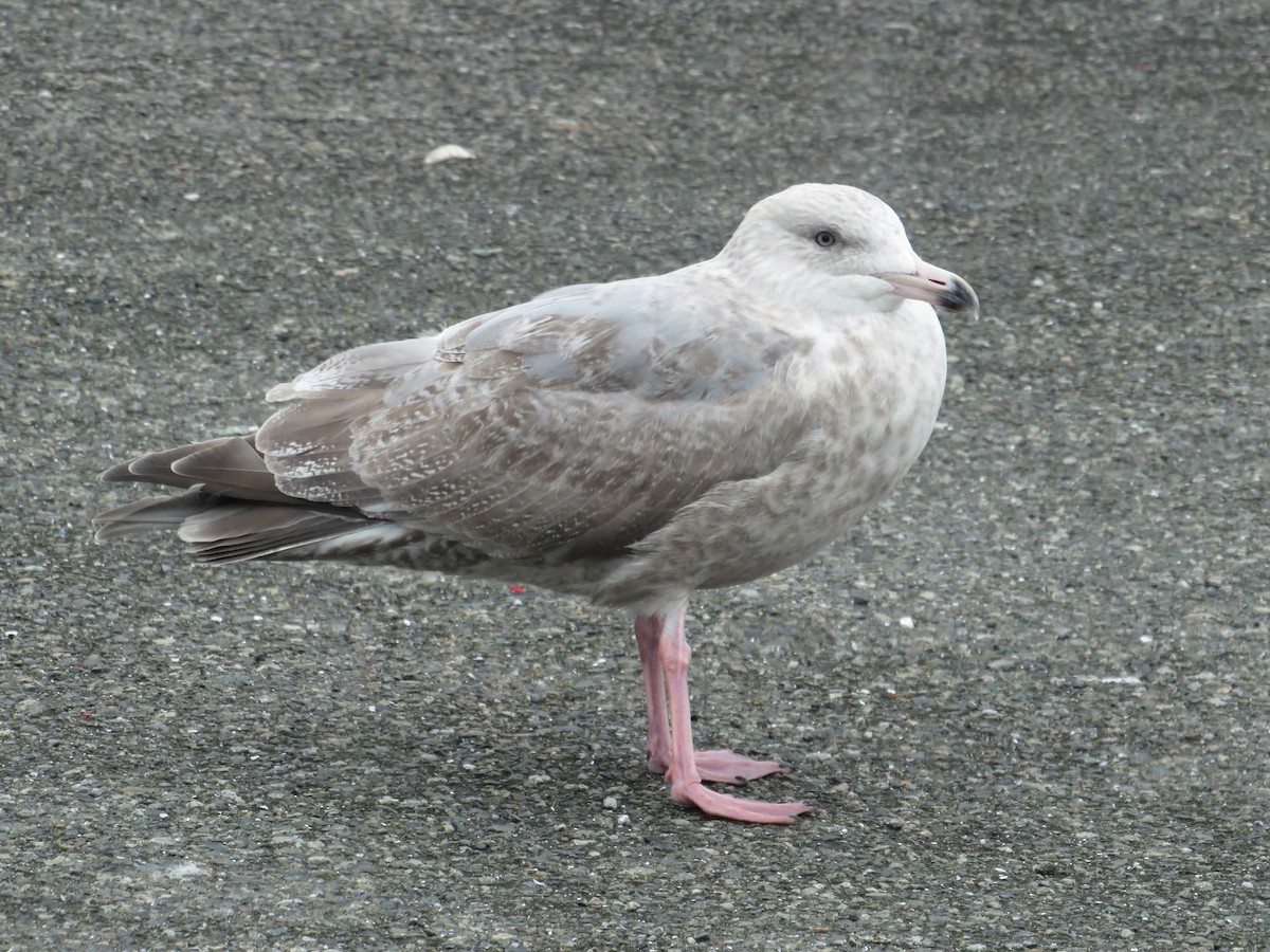 Herring x Glaucous-winged Gull (hybrid) - David Poortinga