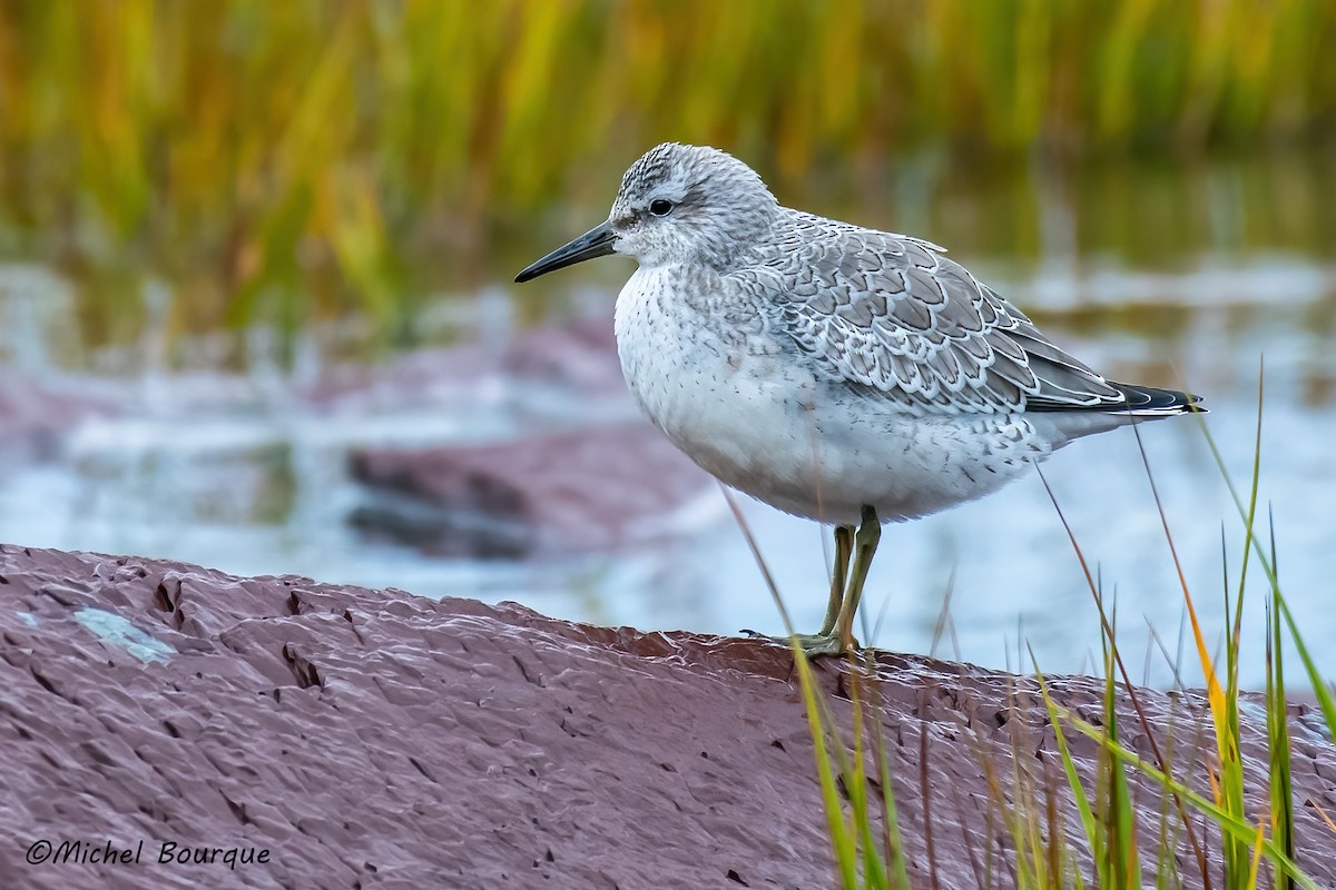 Red Knot - ML426143651