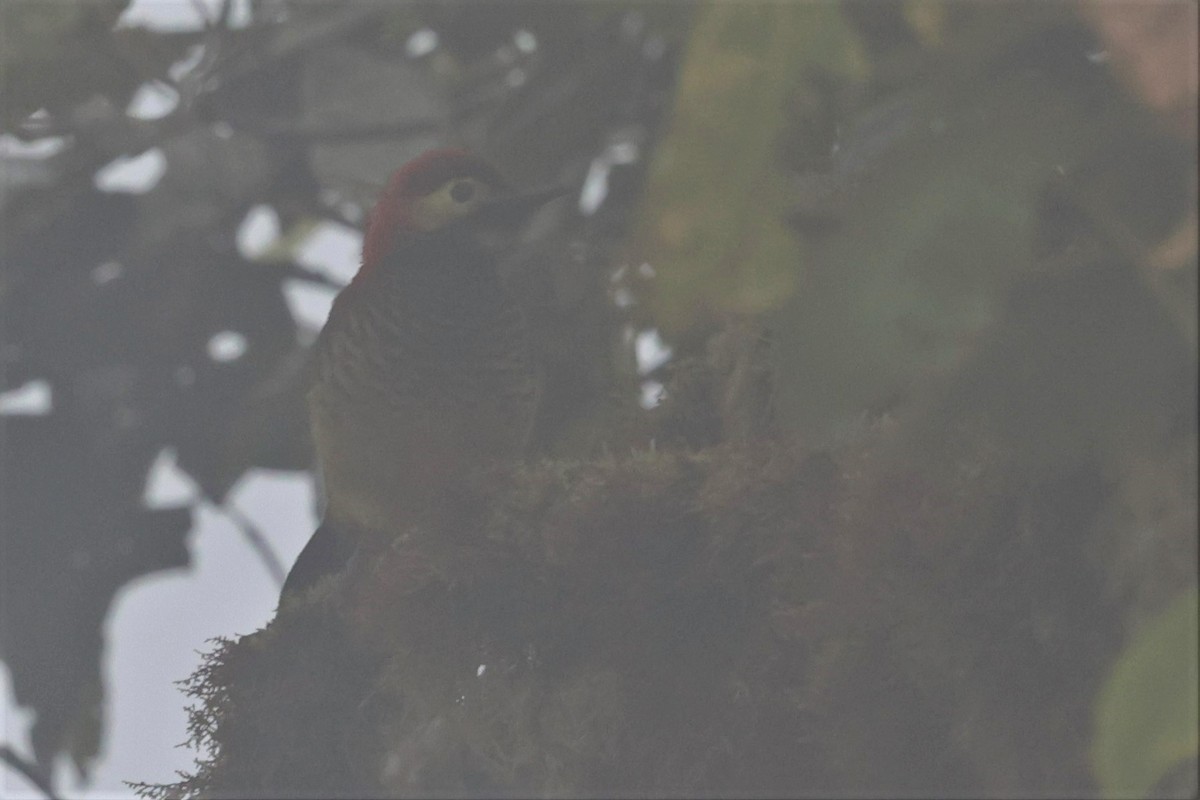Crimson-mantled Woodpecker - ML426152561