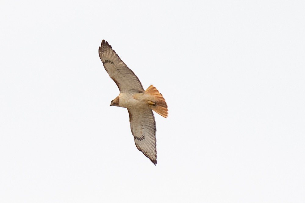 Red-tailed Hawk (fuertesi) - ML426155561