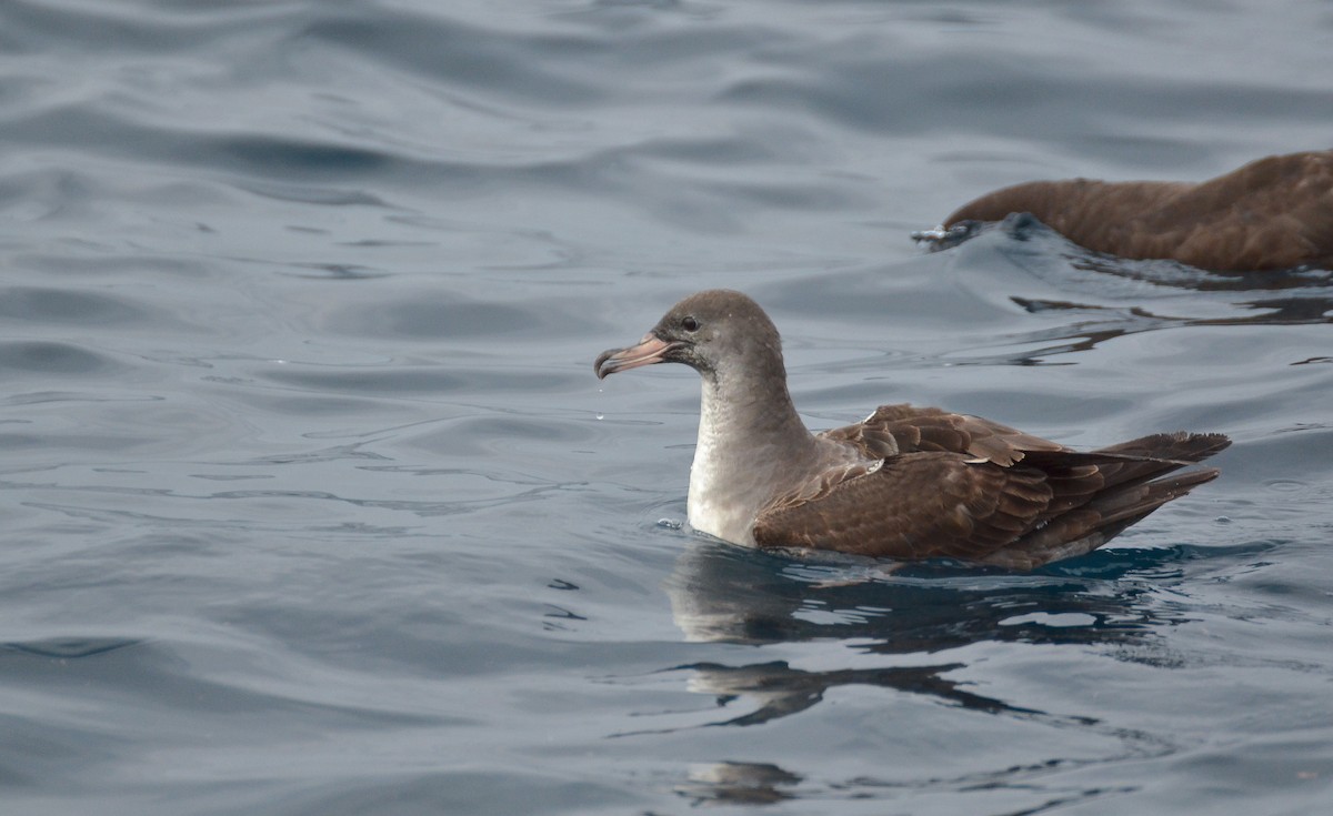 Pink-footed Shearwater - ML426156471
