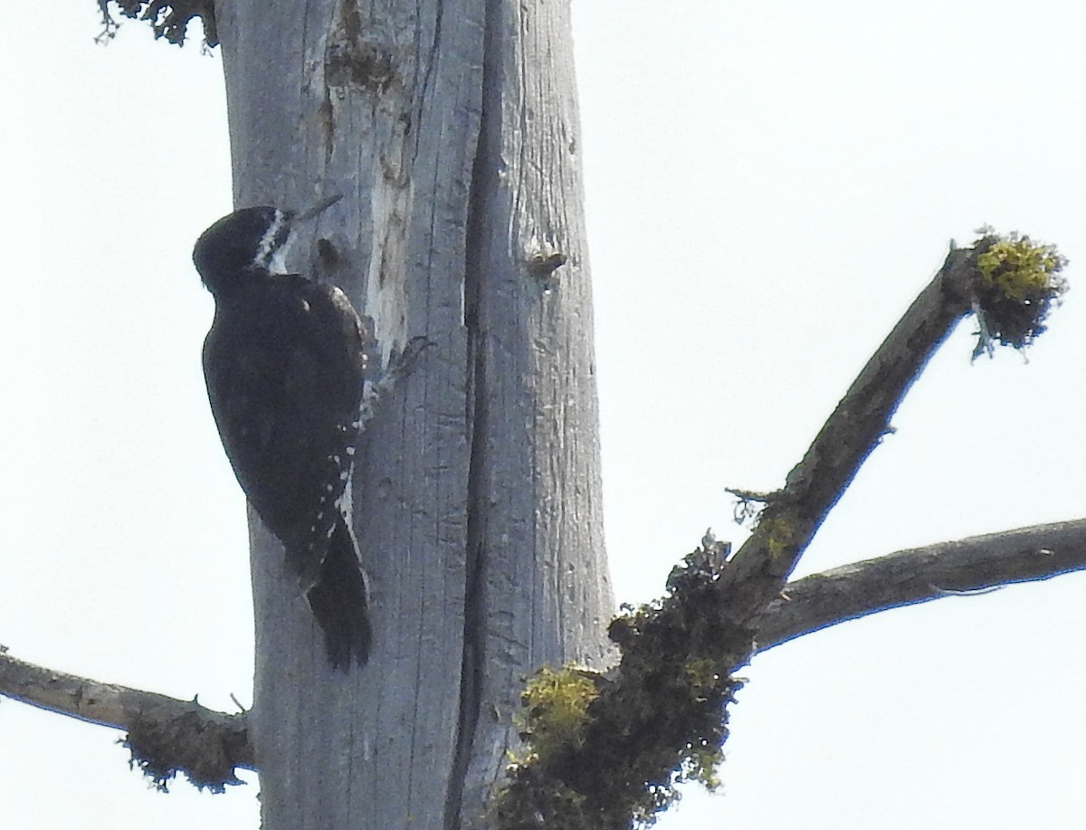 Black-backed Woodpecker - ML426156721
