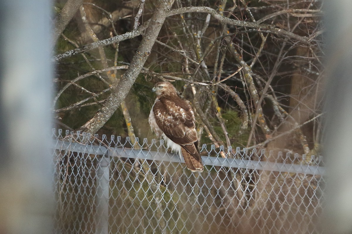 Red-tailed Hawk - ML426158121