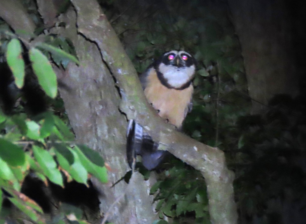 Spectacled Owl - ML426170681