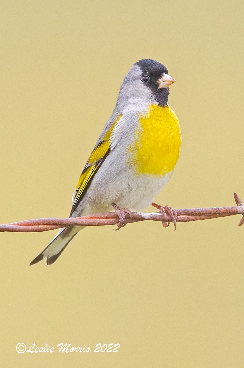 Lawrence's Goldfinch - ML426179971