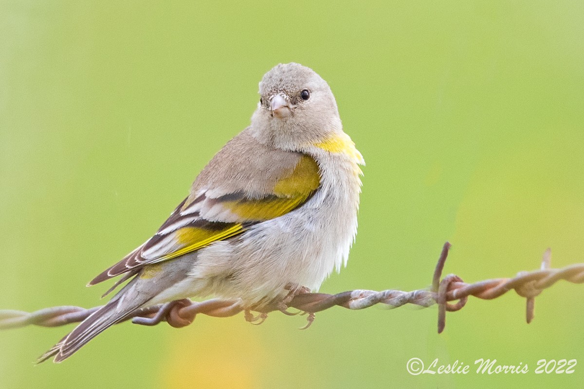 Lawrence's Goldfinch - ML426179981