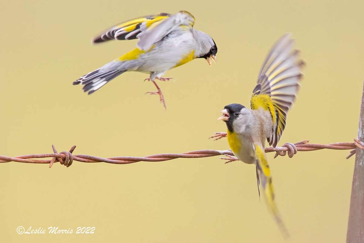 Lawrence's Goldfinch - ML426179991