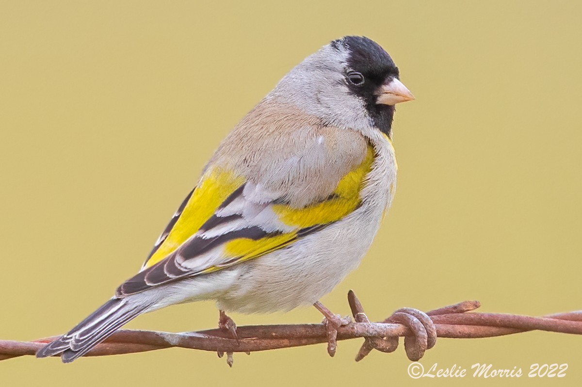 Lawrence's Goldfinch - ML426180011
