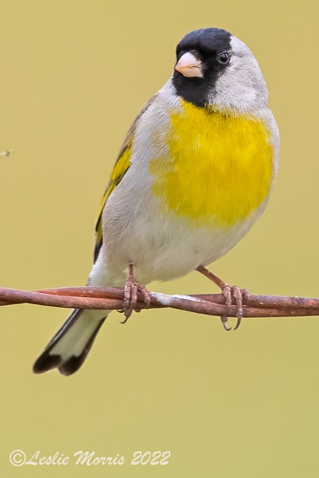 Lawrence's Goldfinch - ML426180021