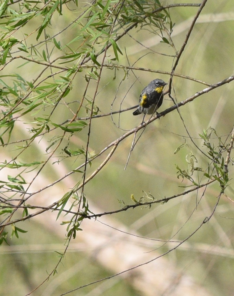 Yellow-rumped Warbler (Audubon's) - ML426181401