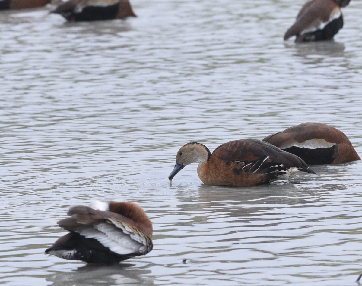 Black-bellied x Fulvous Whistling-Duck (hybrid) - ML426181741