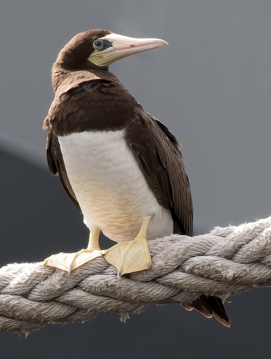 Brown Booby - ML426184741