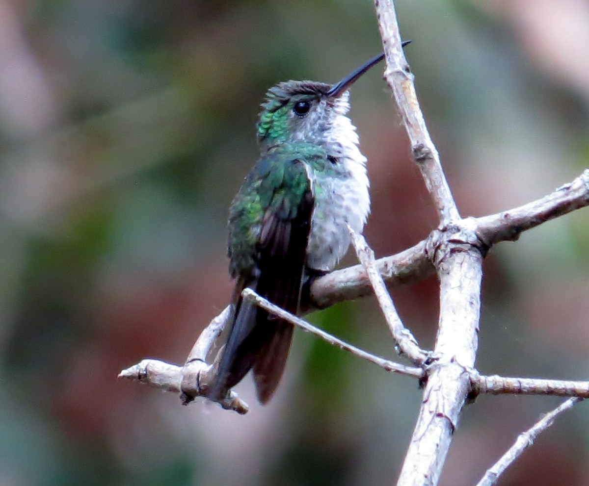 Mangrove Hummingbird - JoAnn Potter Riggle 🦤