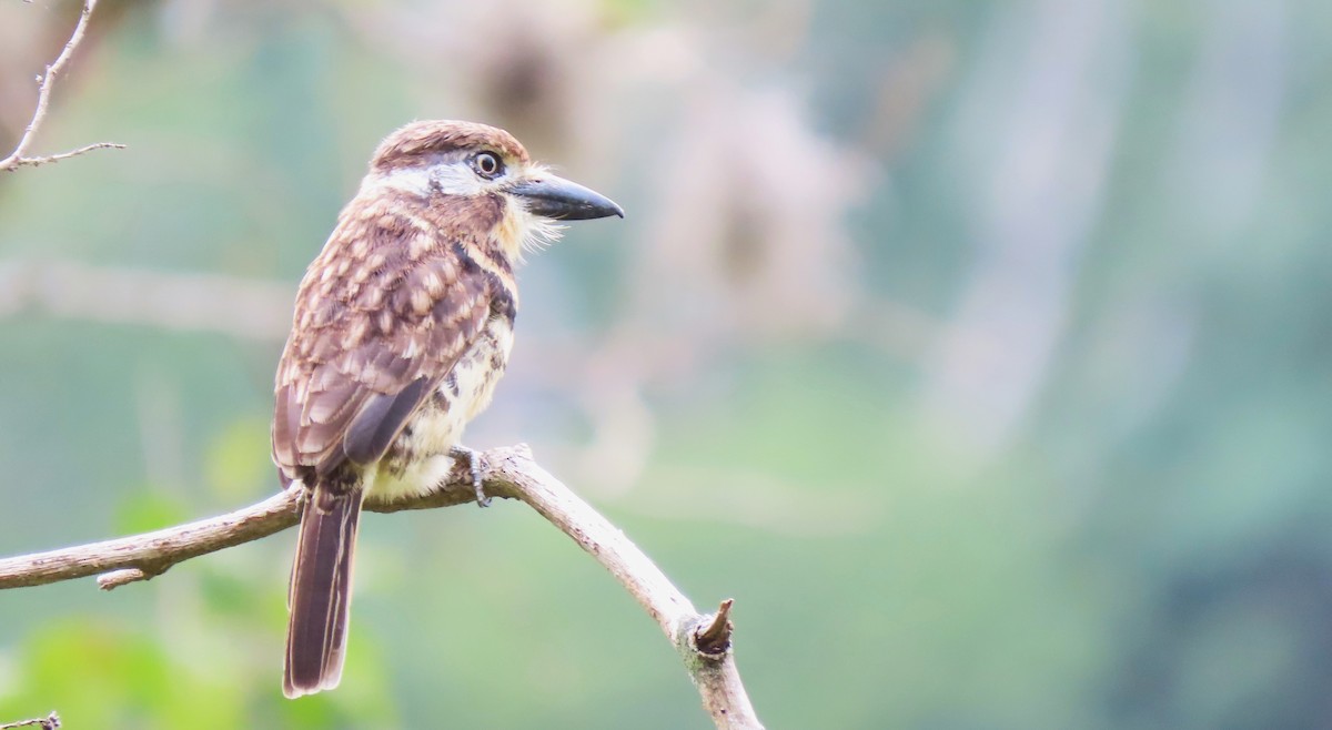 Two-banded Puffbird - ML426186461