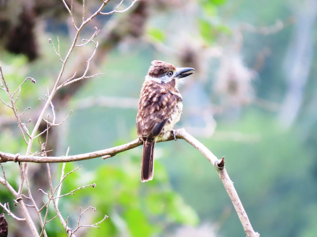Two-banded Puffbird - ML426186561