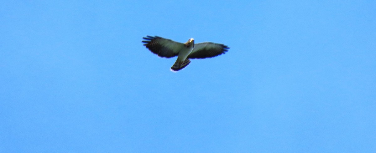 Short-tailed Hawk - ML426187901