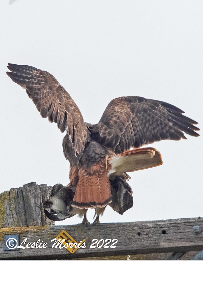 Red-tailed Hawk - ML426191411