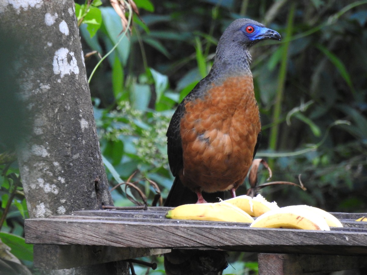 Sickle-winged Guan - ML426200011