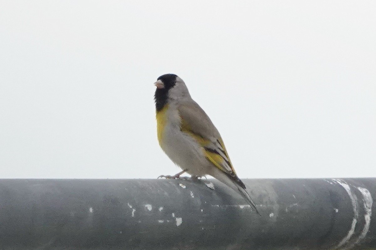 Lawrence's Goldfinch - ML426200081